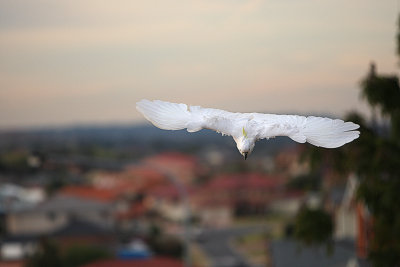 Sulphur Crested Cockatoo in flight