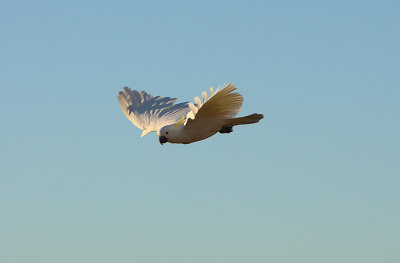 Sulphur Crested Cockatoo in flight