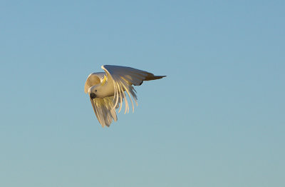 Sulphur Crested Cockatoo in flight