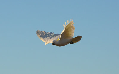 Sulphur Crested Cockatoo in flight