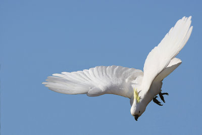 Sulphur Crested Cockatoo in flight