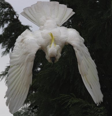 Sulphur Crested Cockatoo in flight