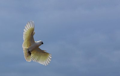 Sulphur Crested Cockatoo in flight