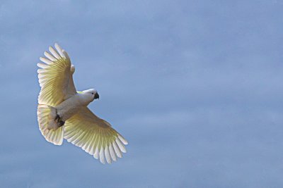 Sulphur Crested Cockatoo in flight