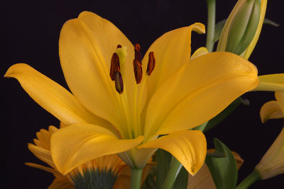 Lilium