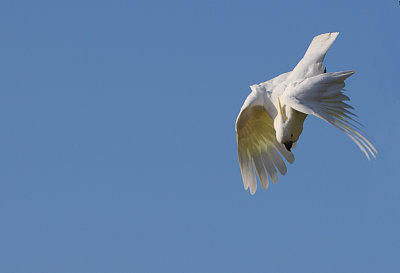 Sulphur Crested Cockatoo in flight