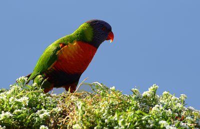 Rainbow Lorikeet