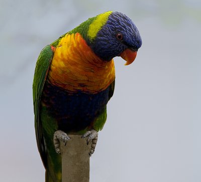 Rainbow Lorikeet