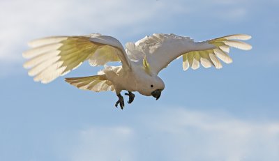 Sulphur Crested Cockatoo in flight