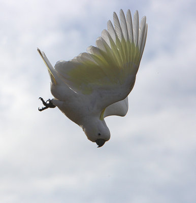 Sulphur Crested Cockatoo in flight