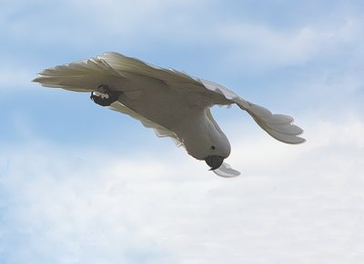 Sulphur Crested Cockatoo in flight