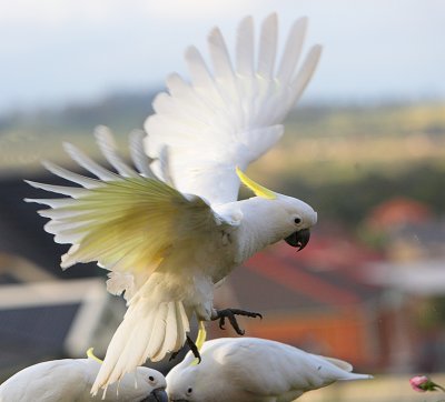 Sulphur Crested Cockatoo in flight