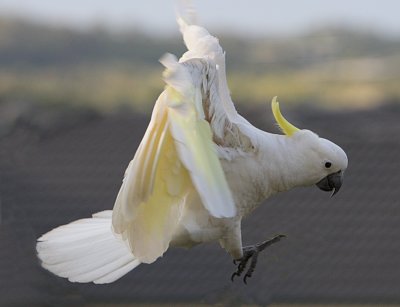 Sulphur Crested Cockatoo in flight