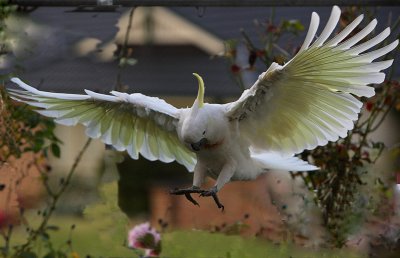 Sulphur Crested Cockatoo in flight