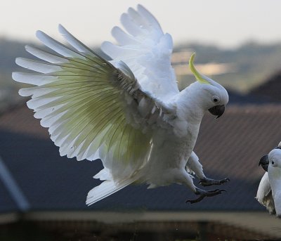 Sulphur Crested Cockatoo in flight