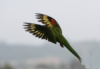Rainbow Lorikeet