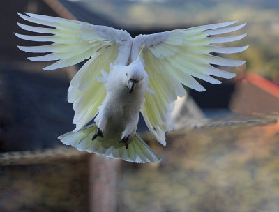 Sulphur Crested Cockatoo