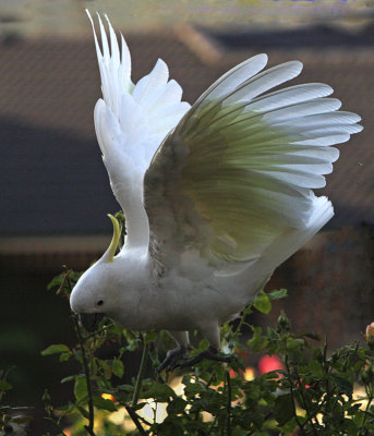 Sulphur Crested Cockatoo