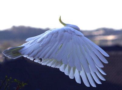 Sulphur Crested Cockatoo