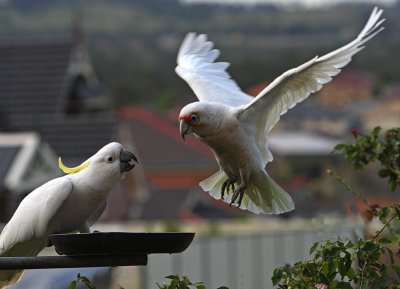 Sulphur Crested Cockatoo and Corella