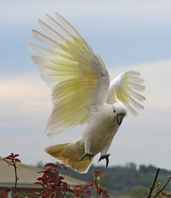 Sulphur Crested Cockatoo