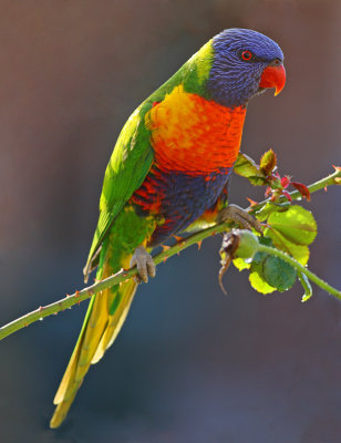 Rainbow Lorikeet