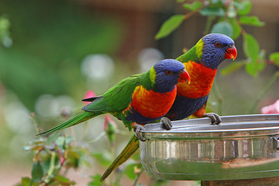 Rainbow Lorikeets