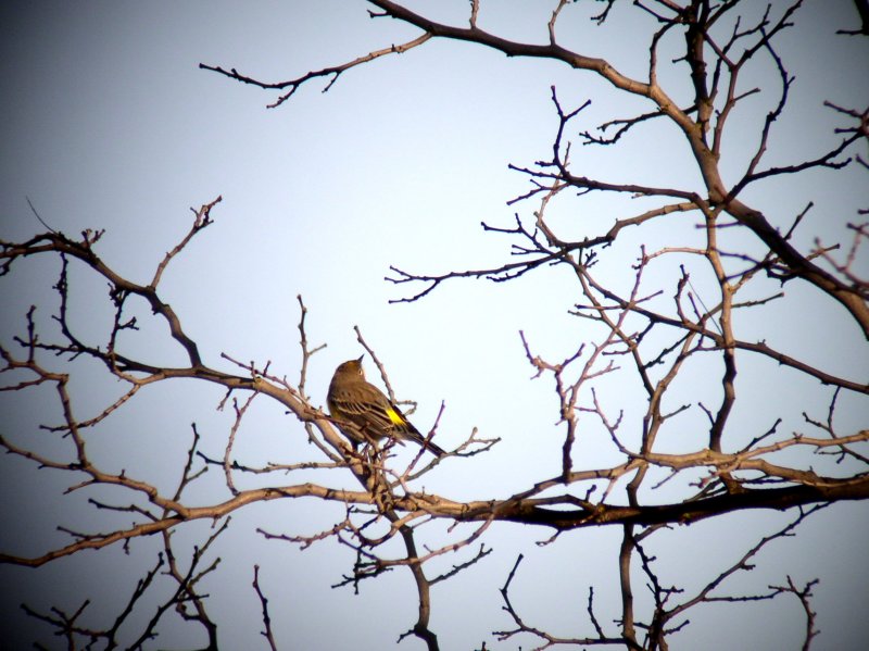 Yellow-rumped