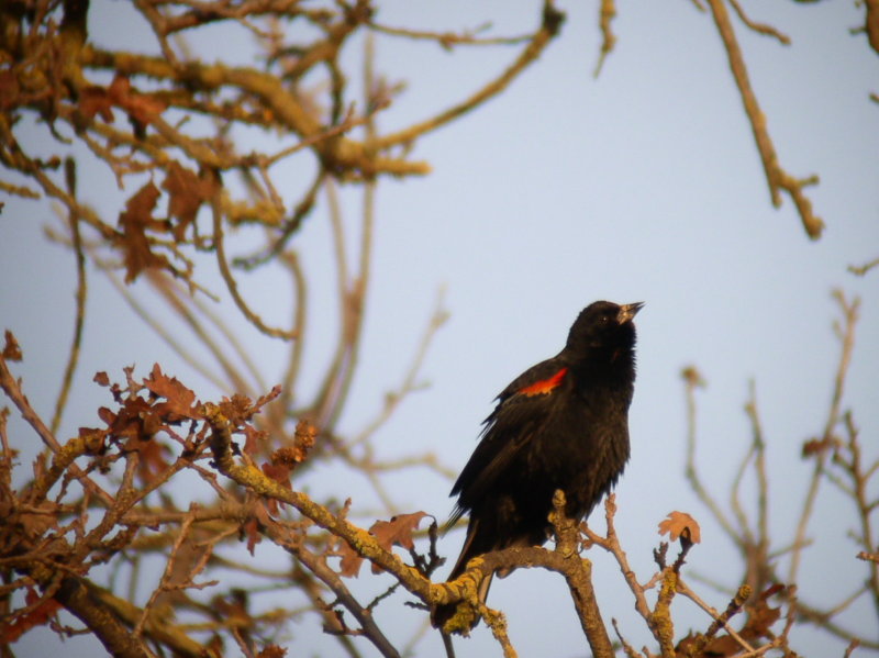 Red-winged