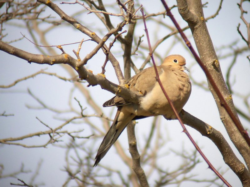 Mourning dove