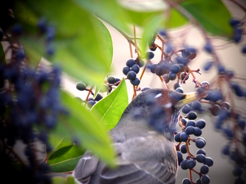 Robin into the berries
