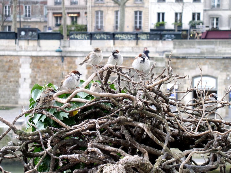Sparrows along the river.