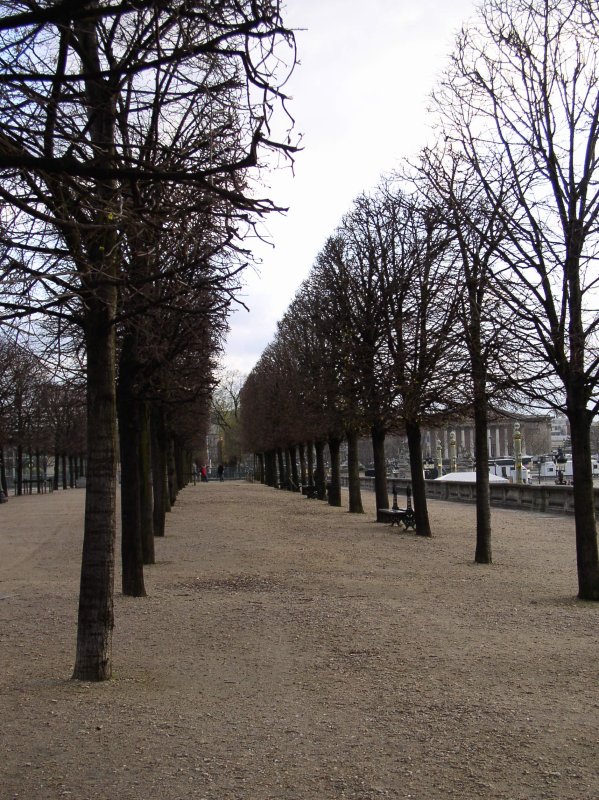 More trees in a column!