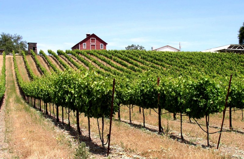 Nice vineyard photo.