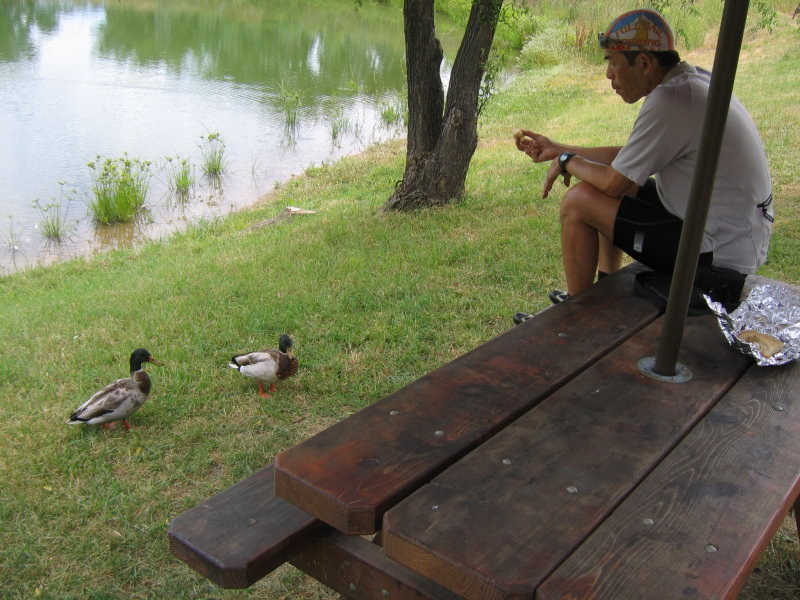 The Mallards wanted some of my breakfast biscuit.