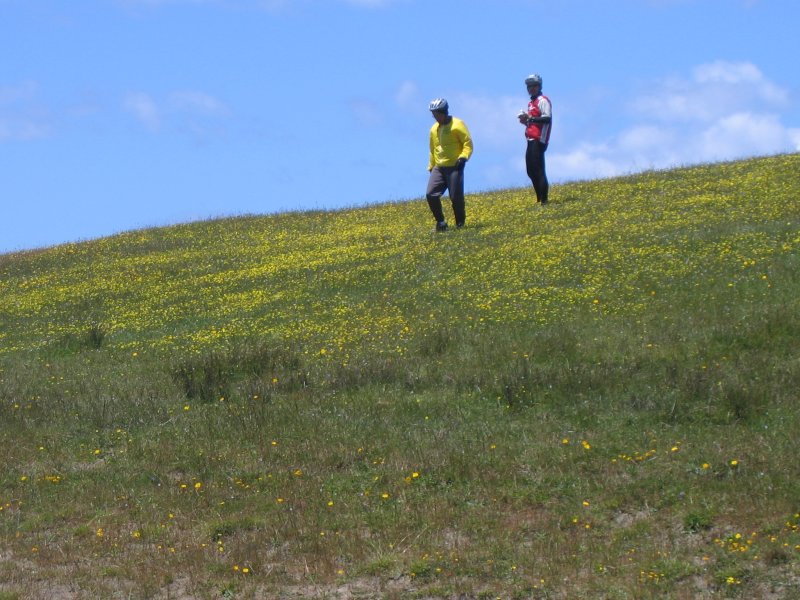 Wildflowers abound.