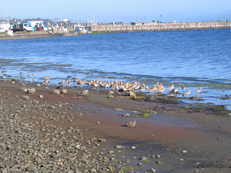 Group of Marble Godwits and a few Willets on the bayshores.
