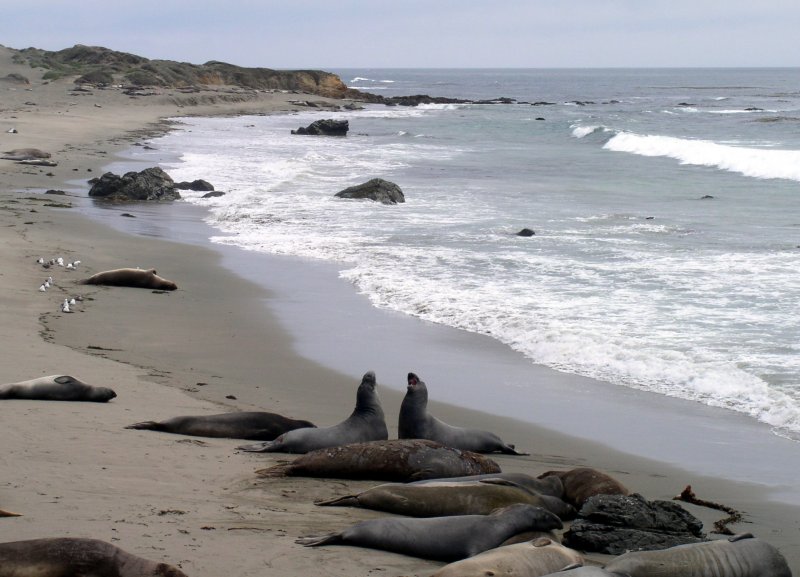 Young male Eleghant Seals are the last to migrate north.