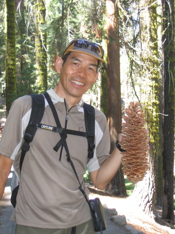 Cone of a Sugarpine.