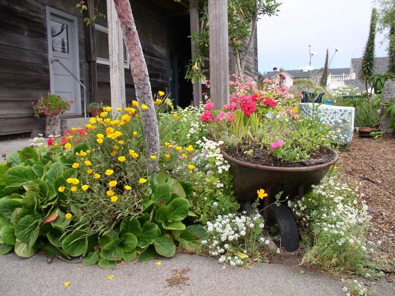 Garden in Mendocino