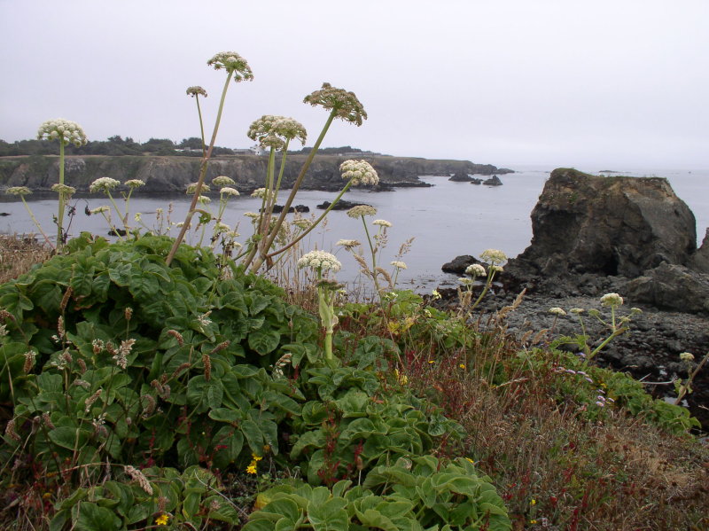 Bluffs ofJughandle State Reserve