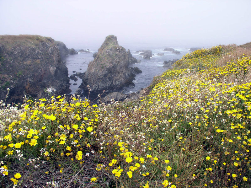 Marina headlands in Fort Bragg