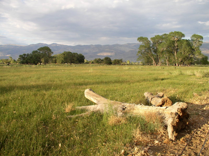 On an evening walk in Bishop.