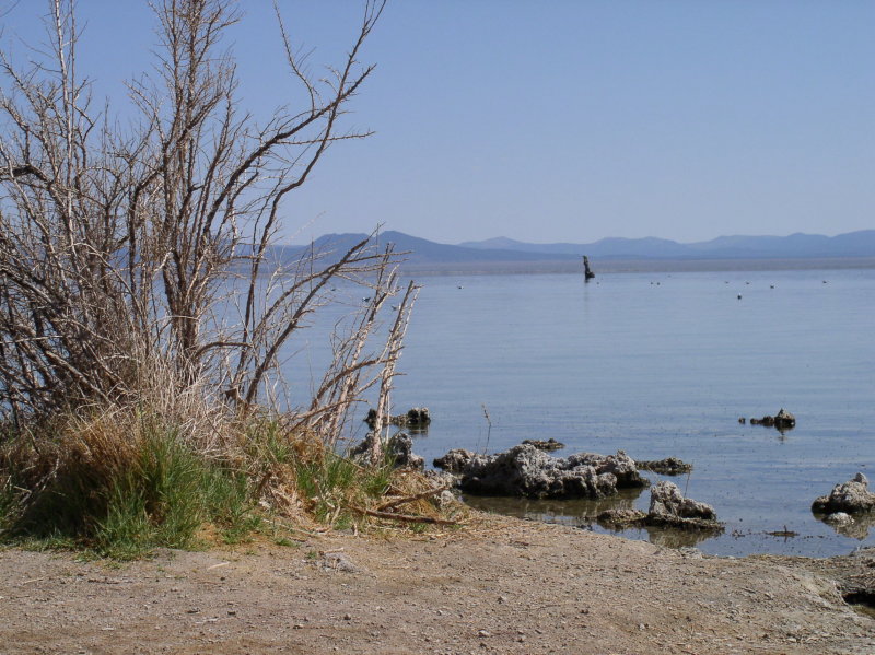 Many birds feed on the flies and brine shrimp.