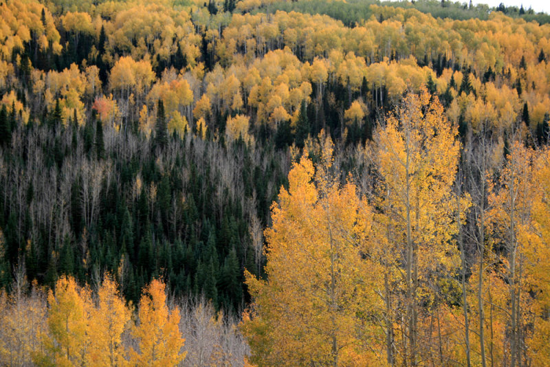 Fall colors on the La Sal Mountains