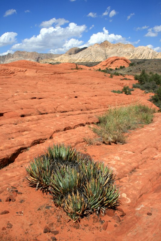 Hking the sandstone formations of Snow Canyon