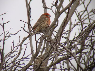 House Finch