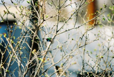 Broad-billed?