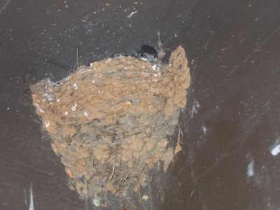 Cliff Swallow nest.