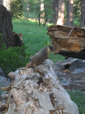 This large marmot allowed us to get very close.